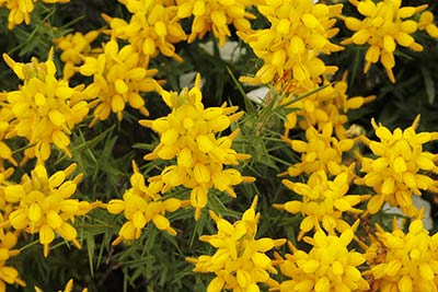 Mata de aulaga hirsuta (Genista hirsuta)