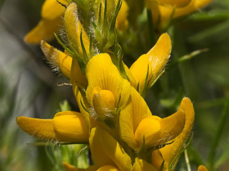 Aulaga hirsuta (Genista hirsuta)