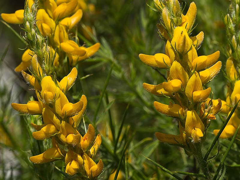Aulaga hirsuta (Genista hirsuta)