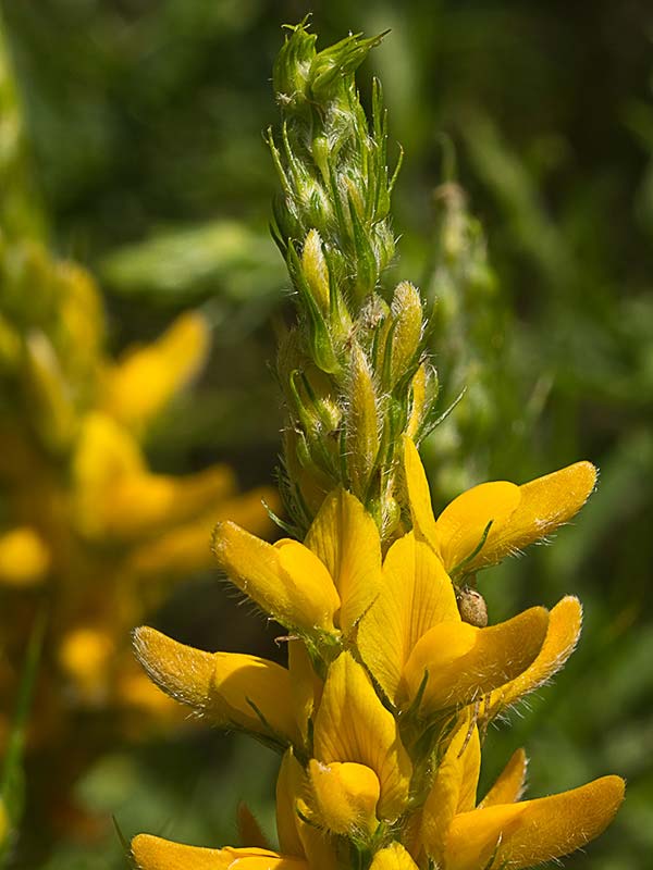 Aulaga hirsuta (Genista hirsuta)