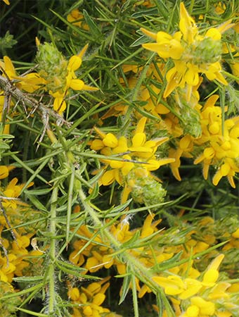 Aulaga hirsuta (genista hirsuta)