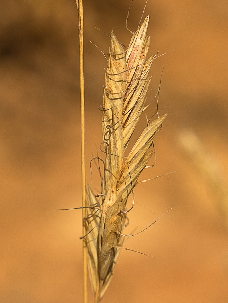Avena lanceolada (Bromus lanceolatus)