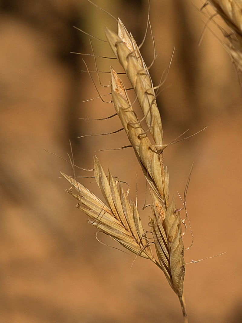 Avena lanceolada (Bromus lanceolatus)