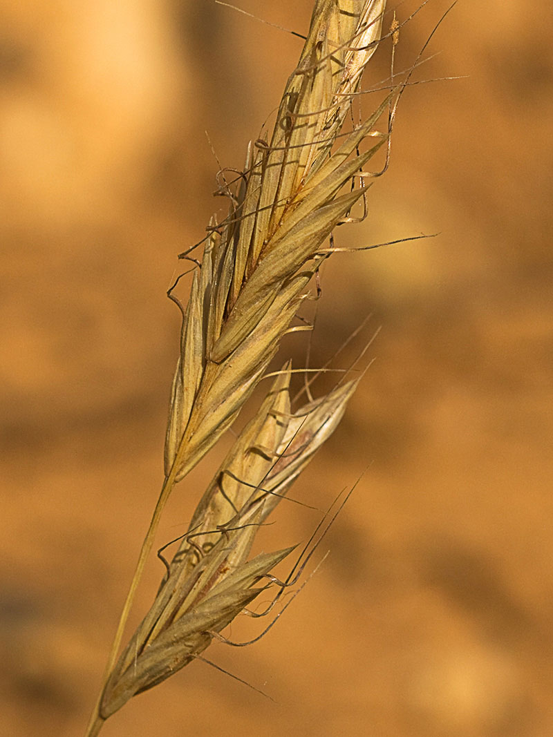 Avena lanceolada (Bromus lanceolatus)