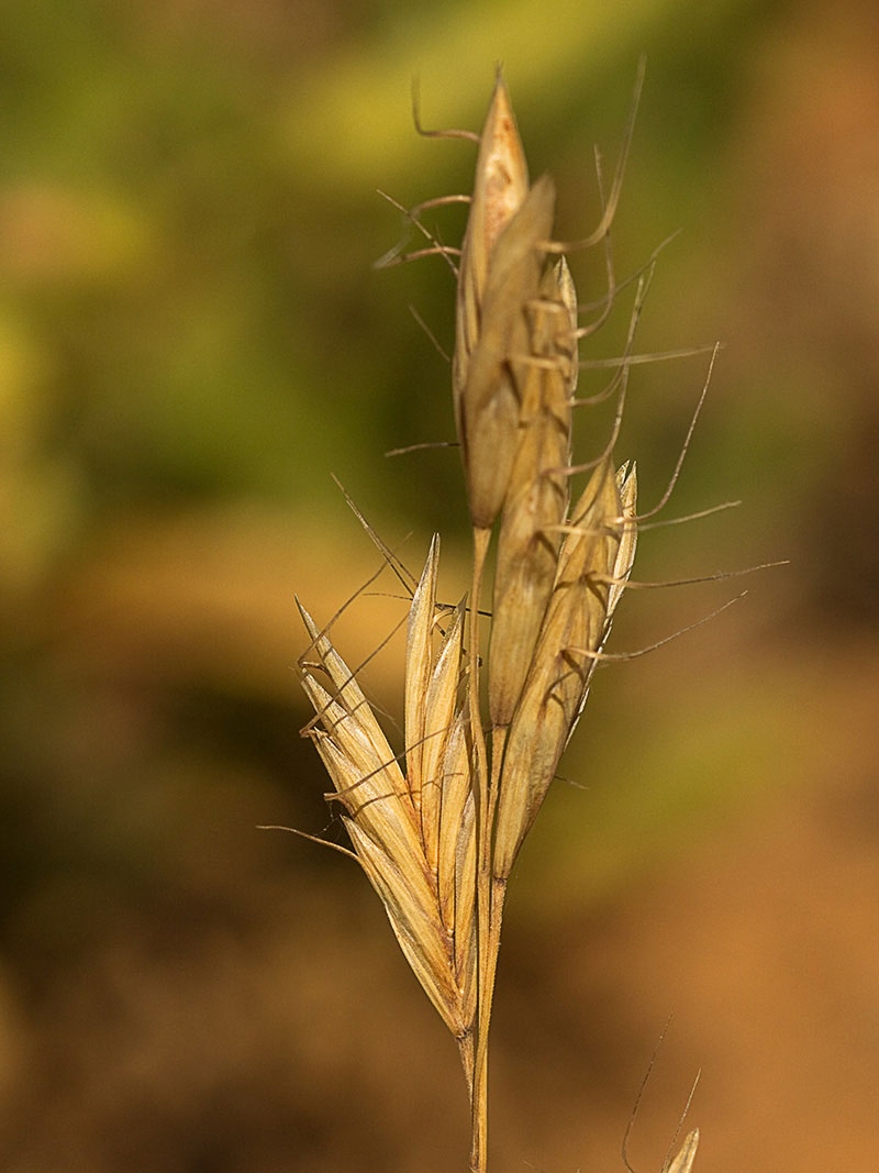 Avena lanceolada (Bromus lanceolatus)