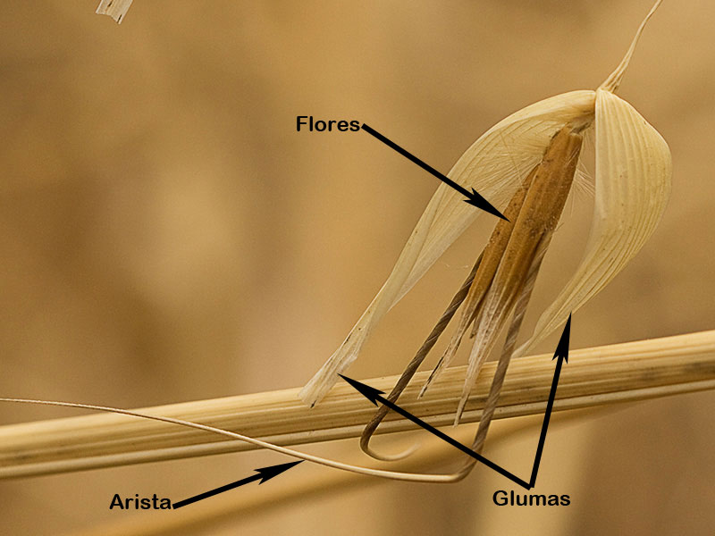 Espiguilla del avenazo (Avena fatua) 