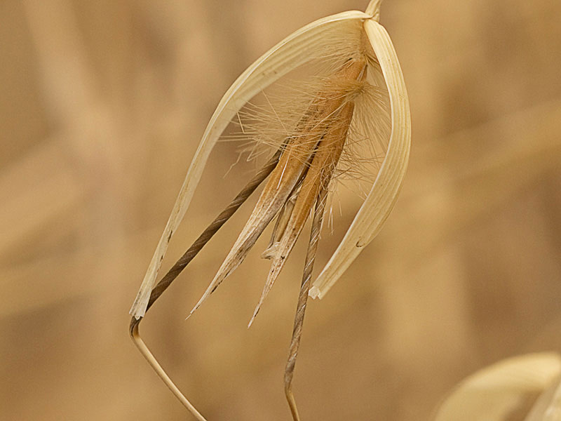 Espiguilla del avenazo (Avena fatua) 