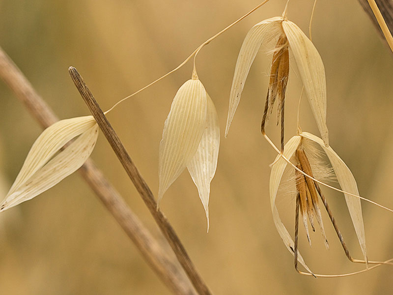 Espiguillas del avenazo (Avena fatua) 