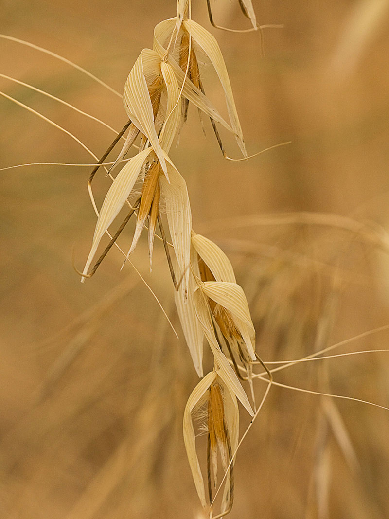 Espiguillas del avenazo (Avena fatua) 