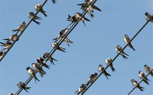 Aviones en el tendido eléctrico