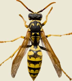 Avispa macho