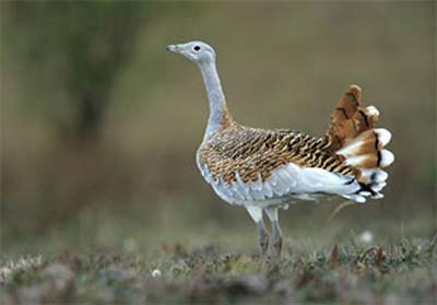 Avutarda