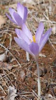 Flores de azafrán silvestre