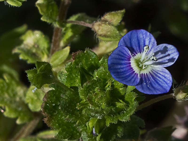 Flor del azulete (veronica persica)