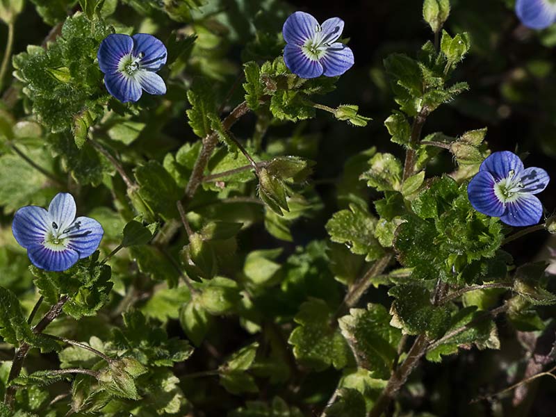 Flores del azulete (veronica persica)