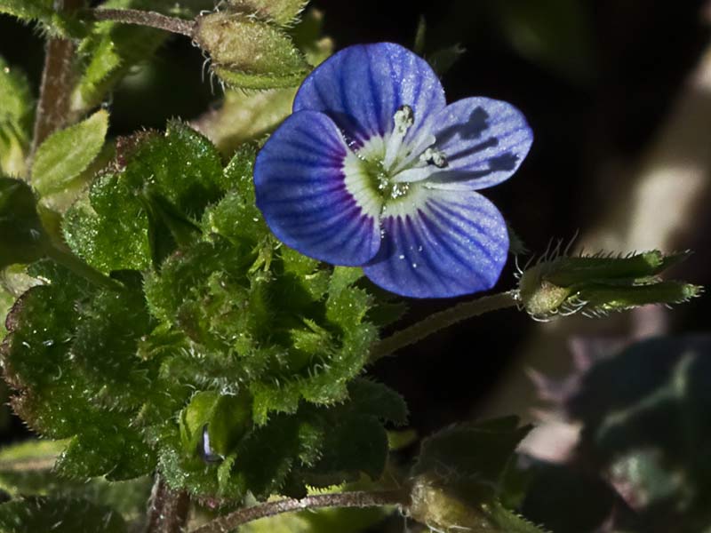 Flor del azulete (veronica persica)
