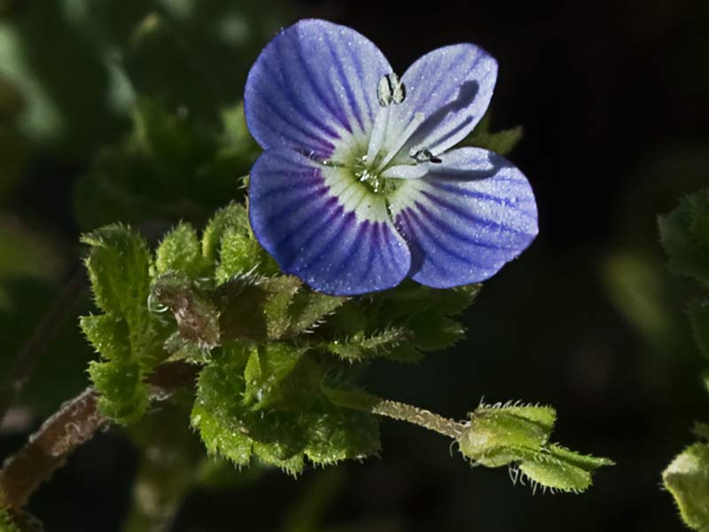 Flor del azulete (veronica persica)