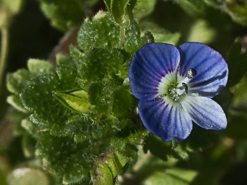 Flor del azulete (veronica persica)