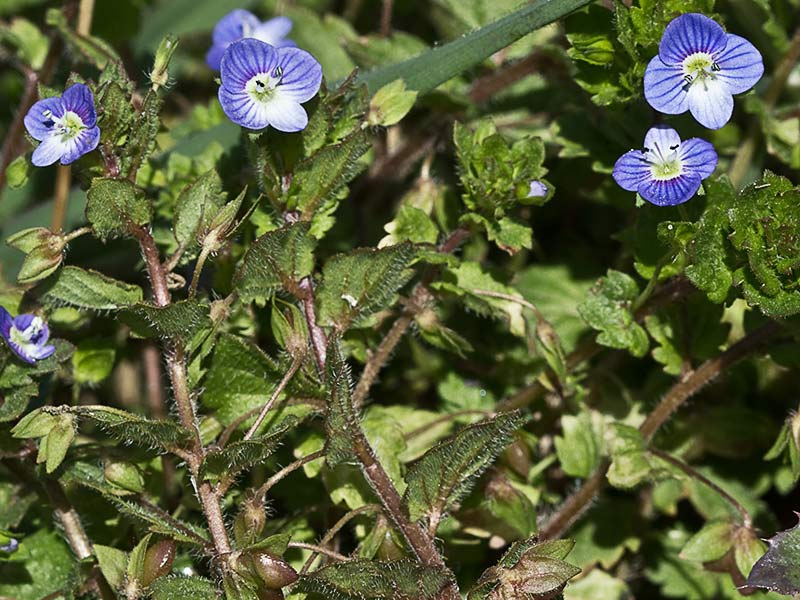 Flor del azulete (veronica persica)