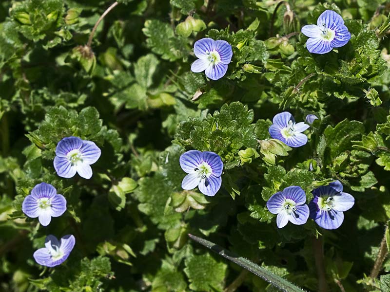 Flor del azulete (veronica persica)