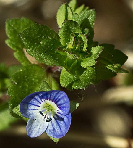 Azuletes (Verónica pérsica)