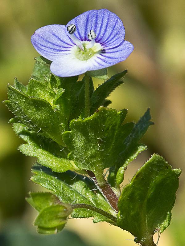Flor del azulete (Verónica Pérsica)