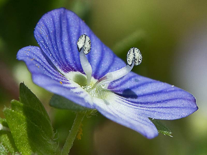 Flor del azulete (veronica persica)
