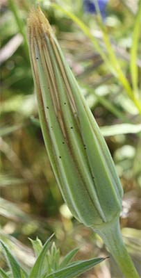 Capullo dela  barba de cabra (Tragopogon porrifolius)