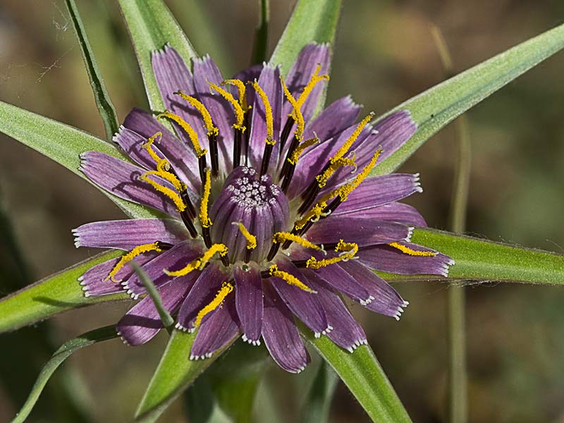 Barbón (Tragopogon porrifolius)