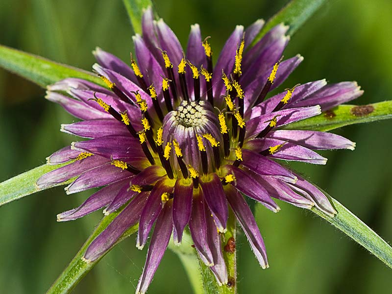 Inflorescencia del barbón (Tragopogon porrifolius)