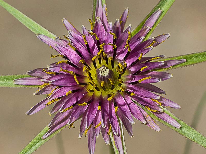 Inflorescencia del barbón (Tragopogon porrifolius)