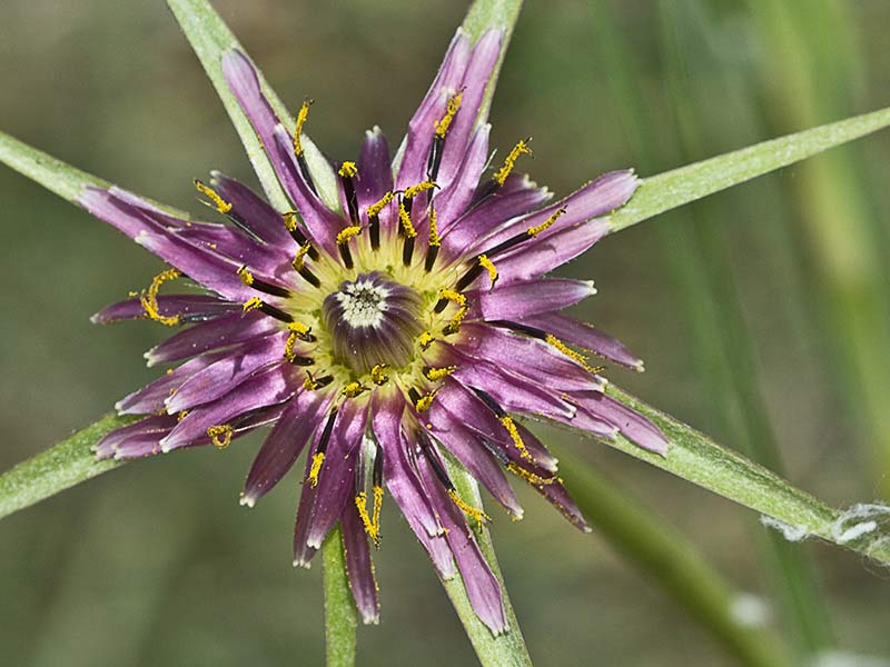 Inflorescencia del barbón (Tragopogon porrifolius)