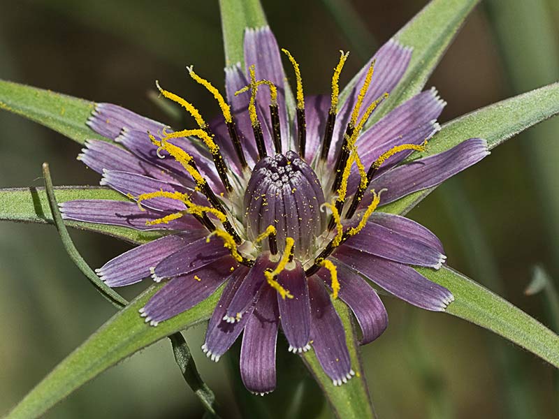Inflorescencia del Barbón (Tragopogon porrifolius)