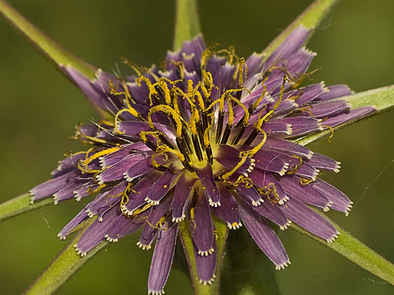 Flor de la barba de cabra (Tragopogon porrifolius)