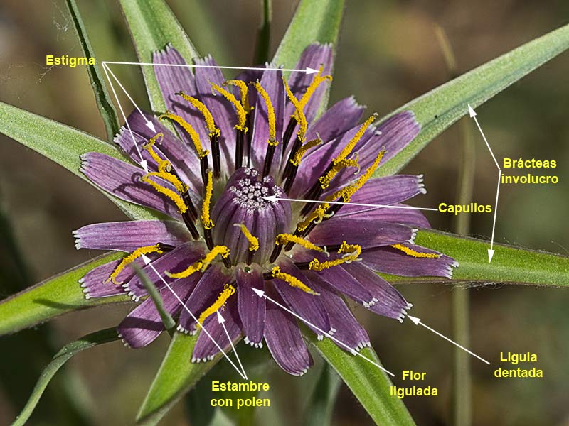 Estructura de la Flor de barba cabra (Tragopogon porrifolius)
