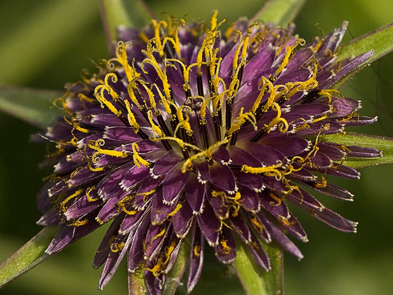 Inflorescencia del barbón (Tragopogon porrifolius)