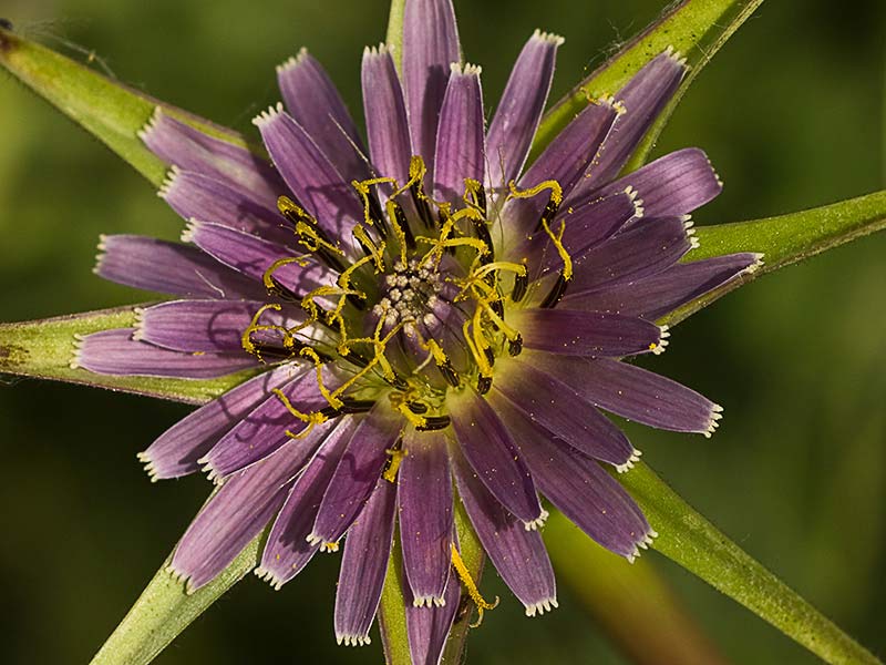 Inflorescencia del barbón (Tragopogon porrifolius)