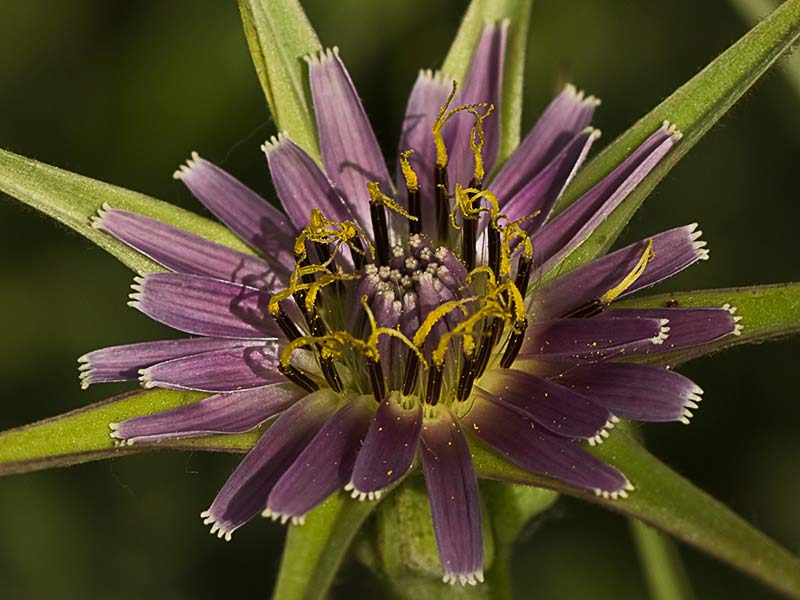 Inflorescencia del barbón (Tragopogon porrifolius)