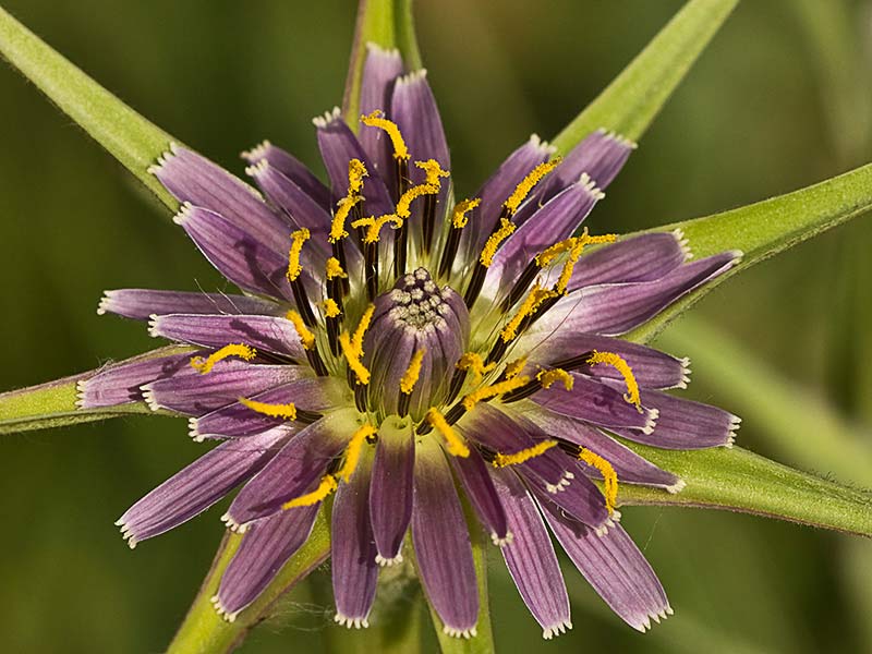 Inflorescencia del barbón (Tragopogon porrifolius)