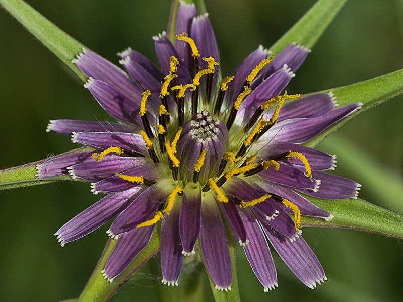 Infloresecencia de la Barba de cabra (Tragopogon porrifolius)