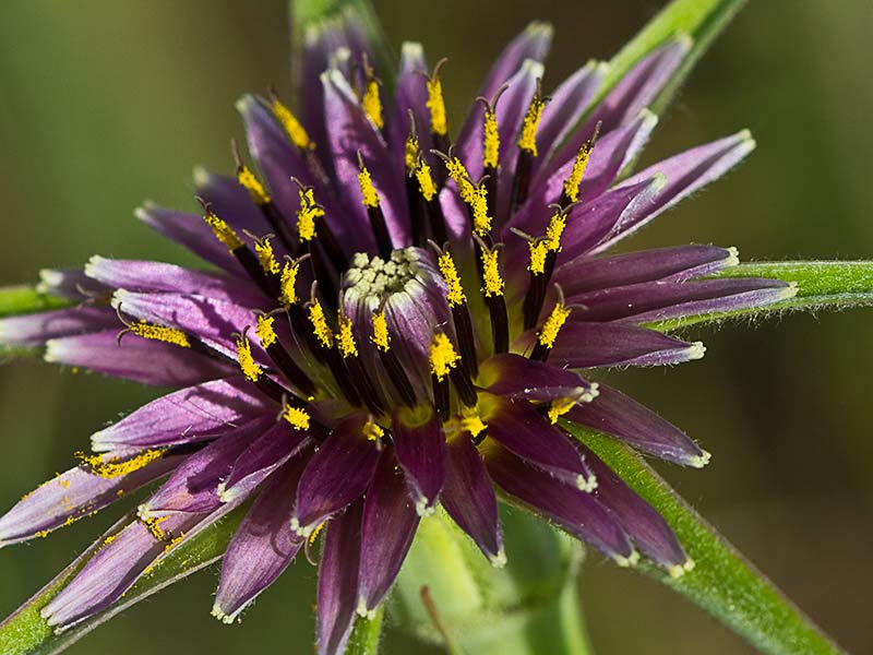 Inflorescencia del barbón (Tragopogon porrifolius)