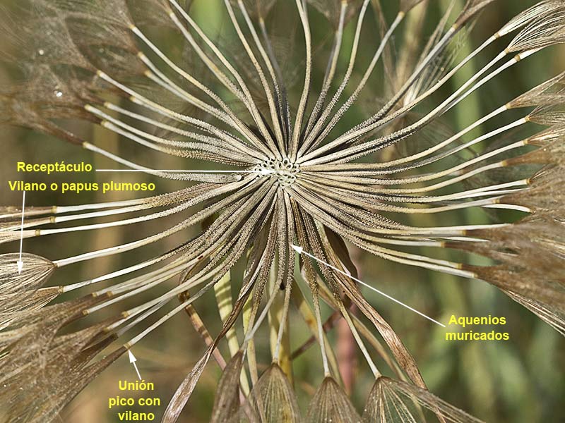 Partes del vilano de la Barba cabra o barbón (Tragopogon porrifolius)