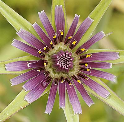 Barbacabra (Tragopogon porrifolius)