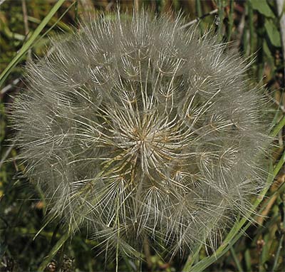 Vilano de la barba cabra (Tragopogon porrifolius)