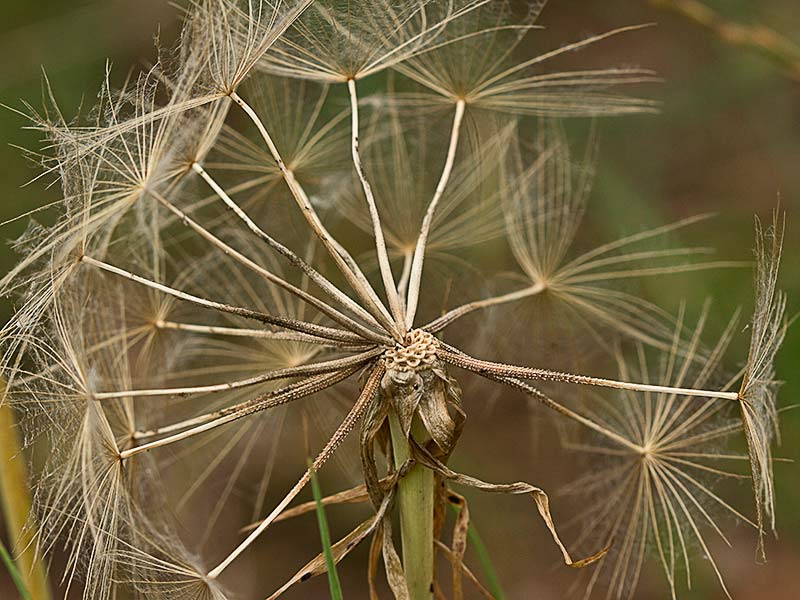 Vilano o papus de la Barba cabruna (Tragopogon pratensis)
