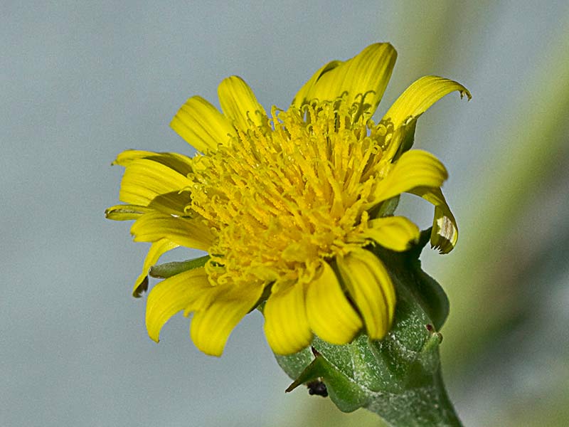 Barba cabruna (Tragopogon pratensis)