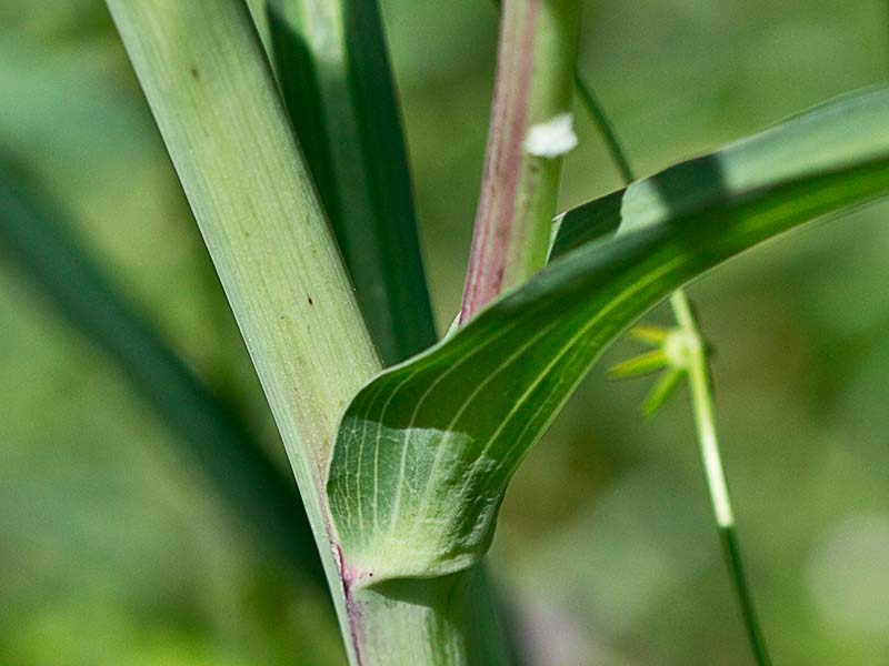 Barba cabruna (Tragopogon pratensis)