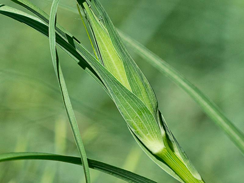 Tallo y hojas de la Barba cabruna (Tragopogon pratensis)