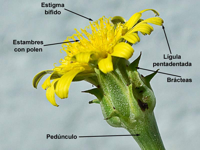 Capítulo de la Barba cabruna (Tragopogon pratensis)