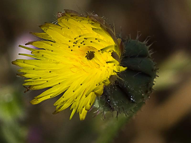 Barba de viejo (Urospermum picroides)